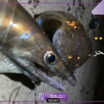 معلومات عن السمكة الشاقة ويكيبيديا وعن حياتها