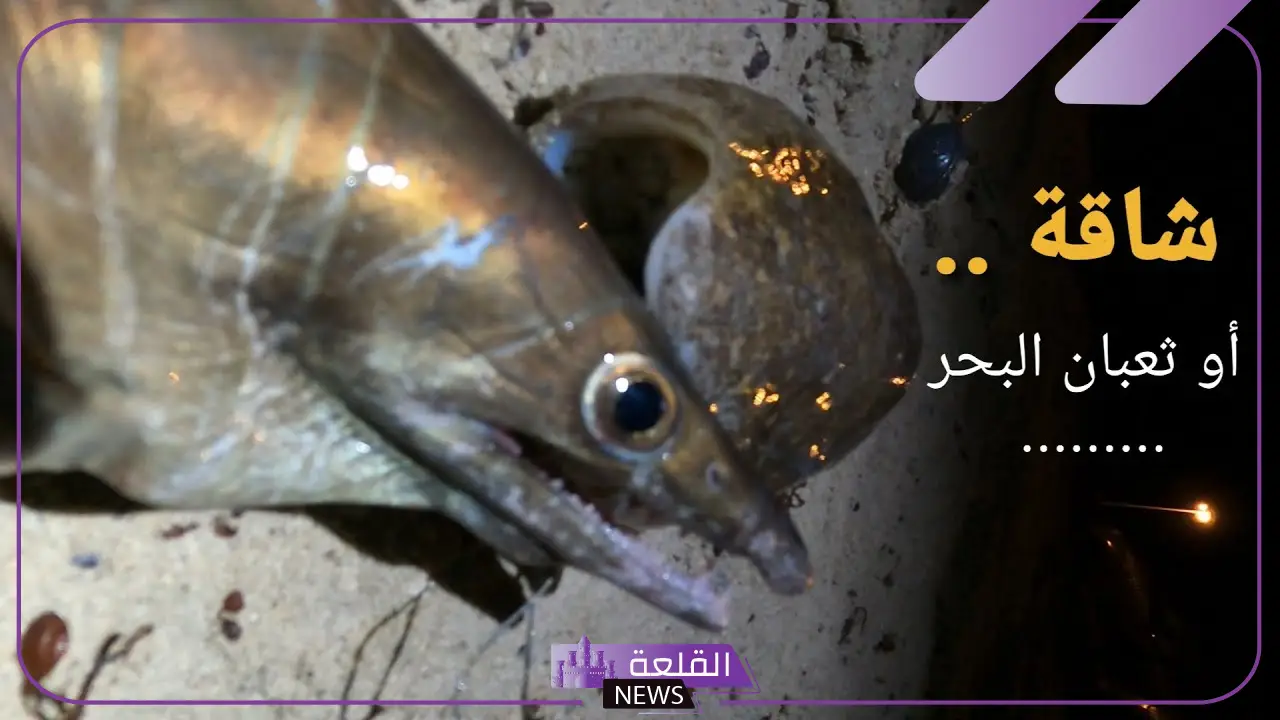 معلومات عن السمكة الشاقة ويكيبيديا وعن حياتها