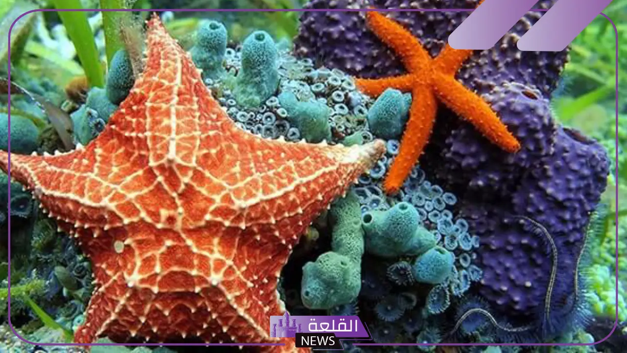 بحث عن شوكيات الجلد بالأنواع والفوائد 5 كيف تتغذى شوكيات الجلد