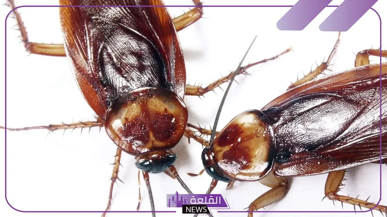 حلم رؤية الصراصير في المنام للمتزوجة والعزباء والرجل لابن سيرين 5 تفسير رؤية الصراصير في المنام للعزباء