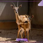 معلومات عن الظبي الصغير.. الفرق بين الظبي والغزال