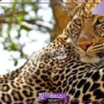 معلومات الفهد العربي المنقرض.. لماذا الفهد مهدد بالانقراض؟