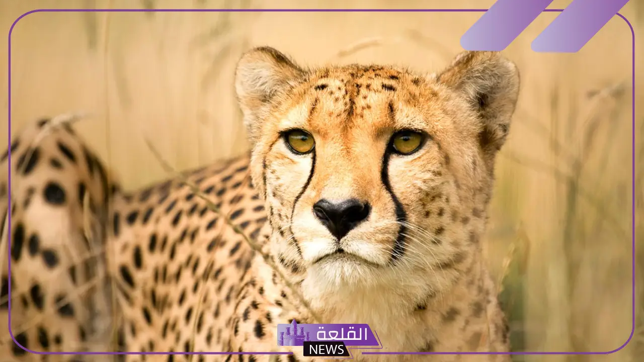 معلومات الفهد العربي المنقرض.. لماذا الفهد مهدد بالانقراض؟ 5 الفهد العربي المنقرض