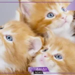 تفسير حلم رؤية القطط في المنام للعزباء والمطلقة والمتزوجة
