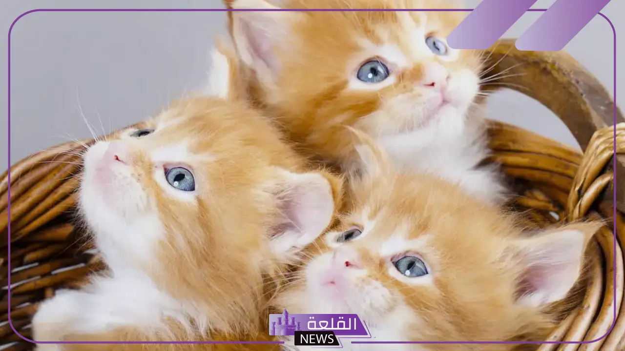 تفسير حلم رؤية القطط في المنام للعزباء والمطلقة والمتزوجة