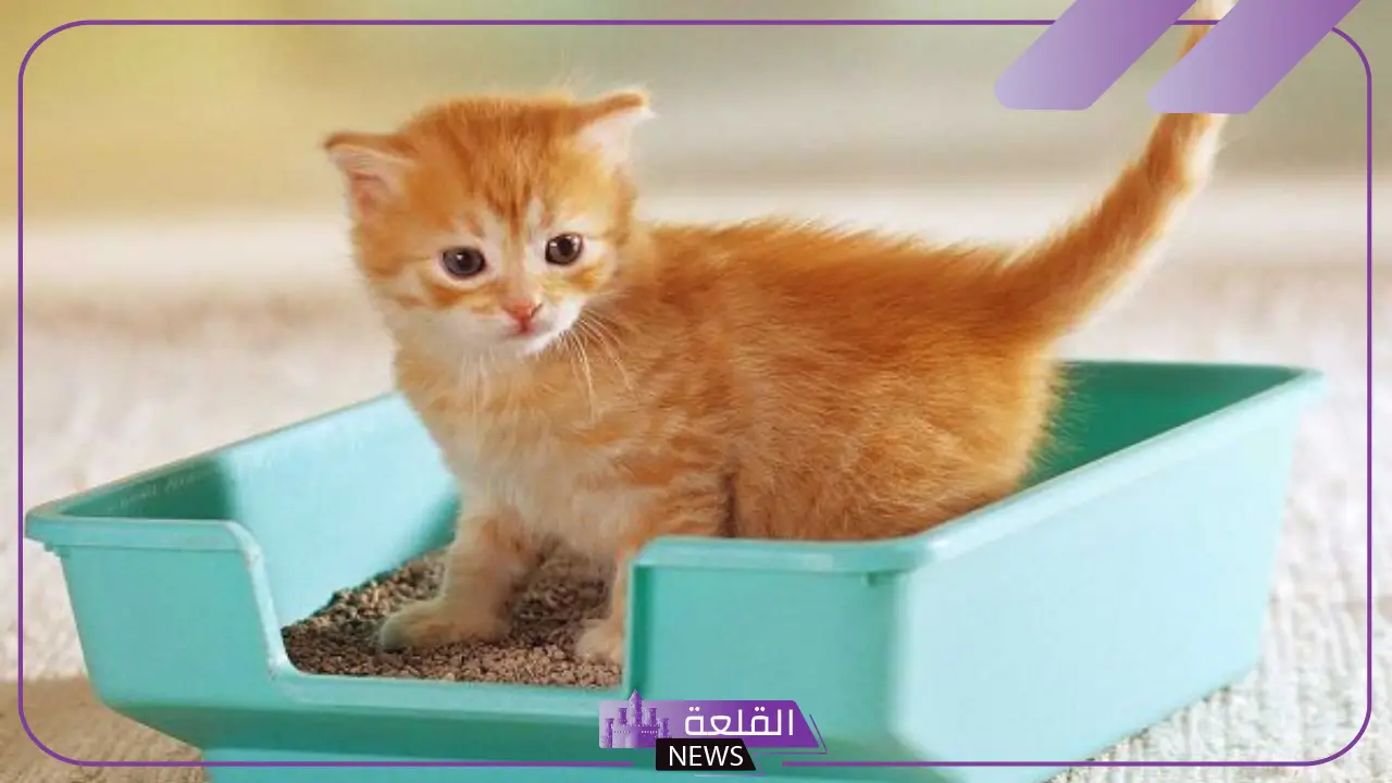 تفسير حلم رؤية القطط في المنام للعزباء والمطلقة والمتزوجة 5 دلالة القطط في المنام