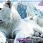 هل الليث حيوان؟ صفات الليث وسلوكه في الغابة
