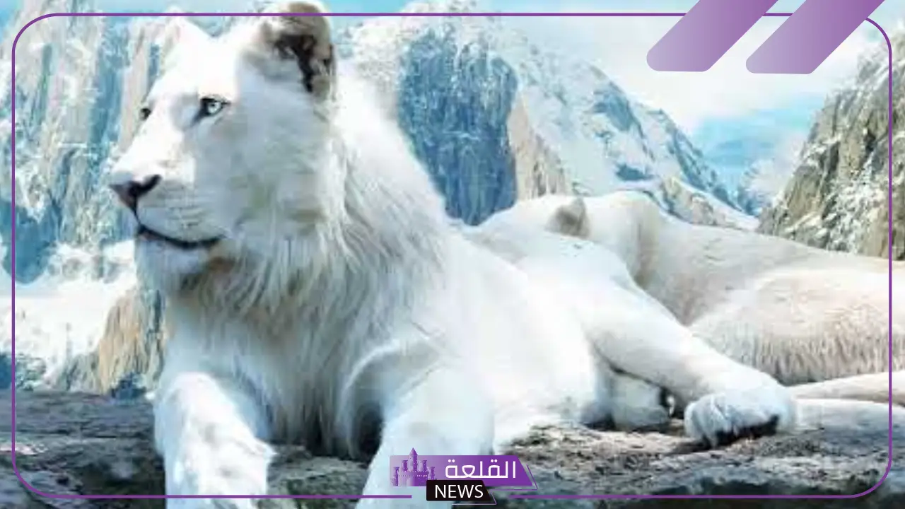 هل الليث حيوان؟ صفات الليث وسلوكه في الغابة