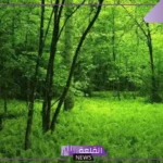 تعريف النباتات الوعائية اللابذرية.. ملخص النباتات الوعائية