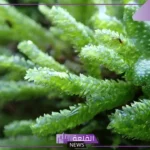 الفرق بين النباتات الوعائية واللاوعائية بالأمثلة