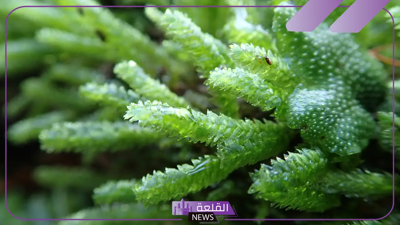 الفرق بين النباتات الوعائية واللاوعائية بالأمثلة