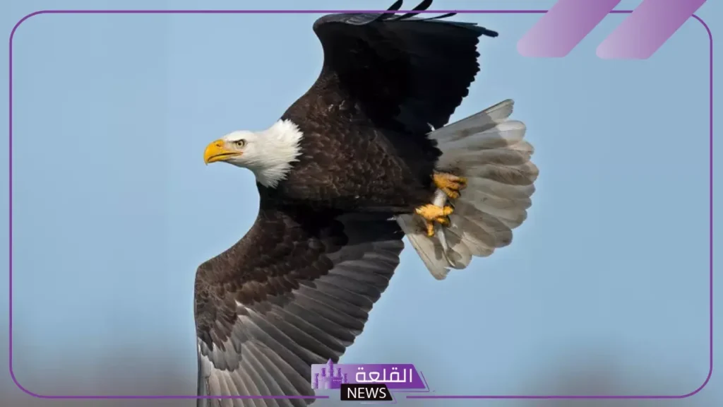 انواع الطيور الكبيره وخصائصها.. أثقل الطيور في العالم 5 أثقل الطيور في العالم