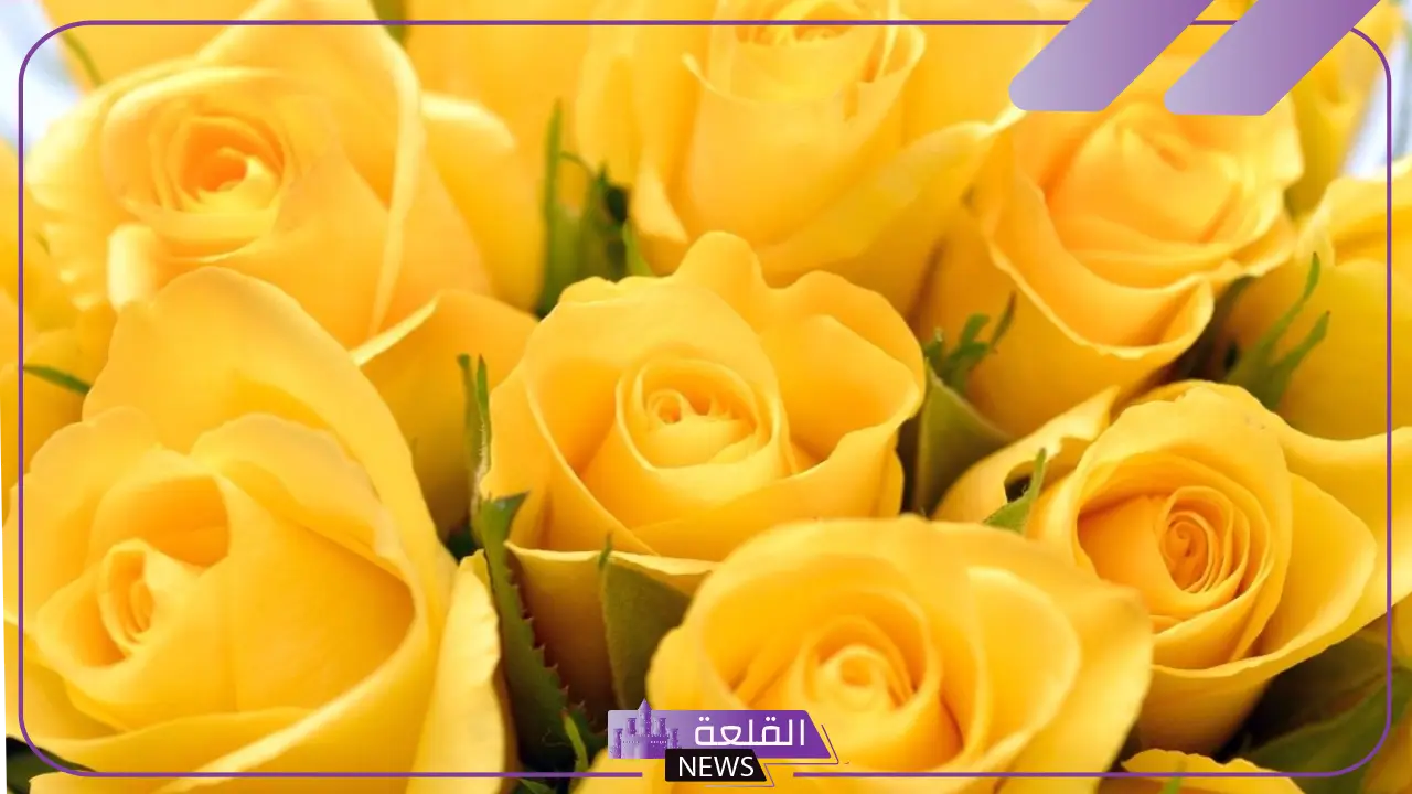 تفسير حلم الورد الاصفر في المنام للمرأة العزباء والمتزوجة