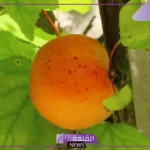 أشهر أصناف وانواع المشمش في مصر والجزائر