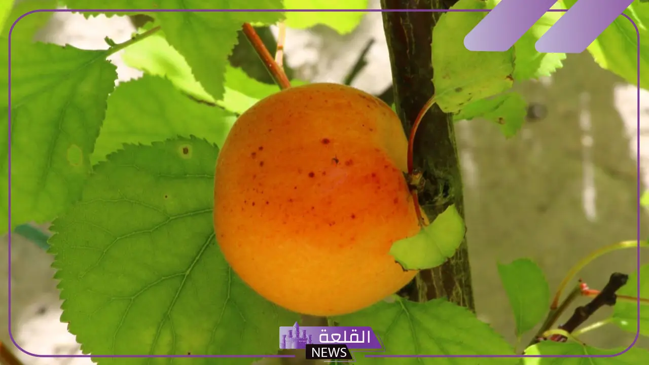أشهر أصناف وانواع المشمش في مصر والجزائر