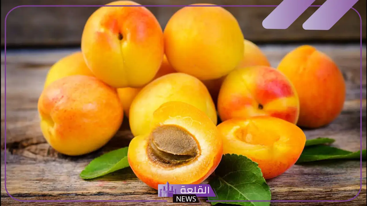 أشهر أصناف وانواع المشمش في مصر والجزائر 5 ما هي انواع المشمش