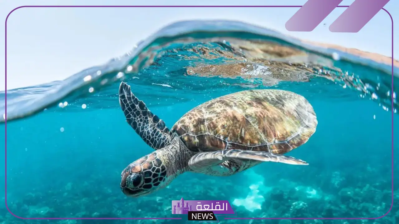 اين تعيش سلحفاة؟ الفرق بين السلحفاة البرية والبحرية 5 الفرق بين السلحفاة البرية والبحرية