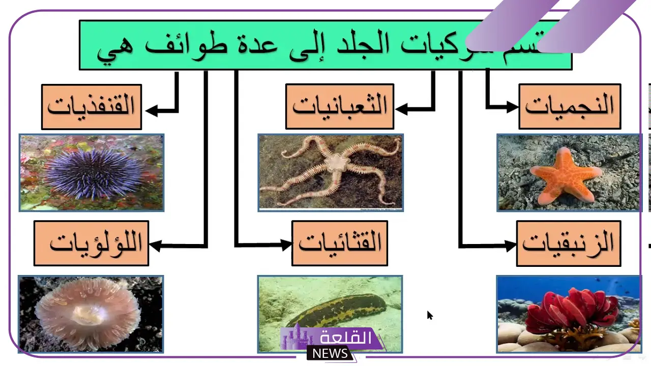 بحث عن خصائص شوكيات الجلد مكتوب 5 خصائص شوكيات الجلد