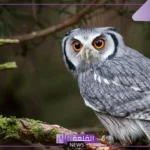 ما اسم صوت البومة في النهار؟ معلومات عن البومة