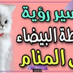 تفسير رؤية الحلم بقطة بيضاء في المنام لابن سيرين وعضتها