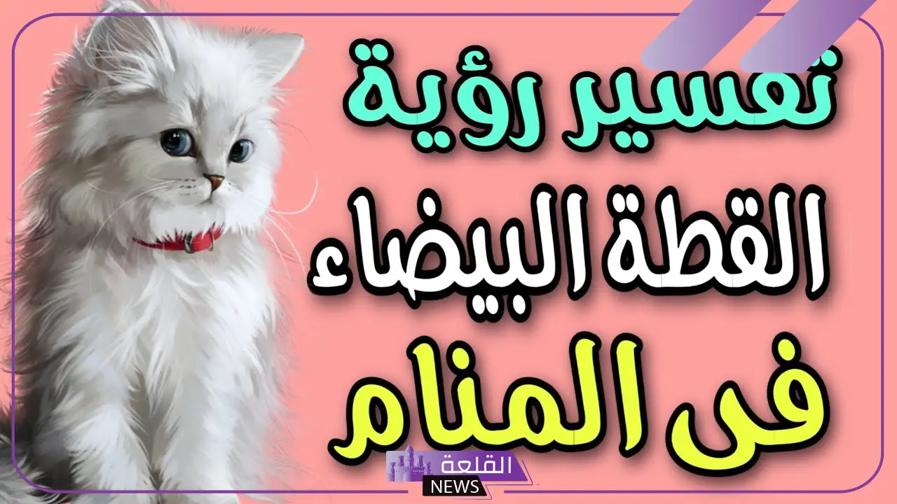 تفسير رؤية الحلم بقطة بيضاء في المنام لابن سيرين وعضتها