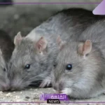 رؤية الجرذ في المنام للرجل والمرأة العزباء والمتزوجة لابن سيرين