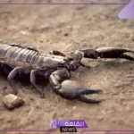تفسير حلم عقرب اسود في المنام يلدغني لابن سيرين