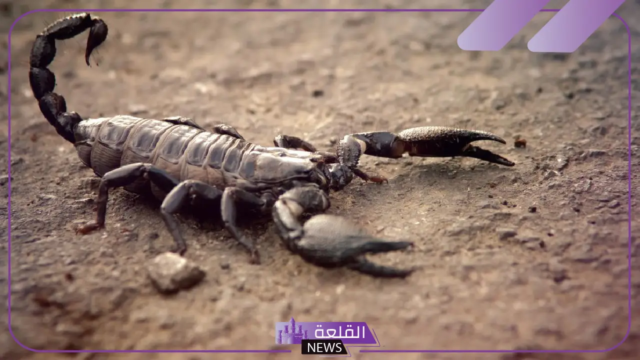 تفسير حلم عقرب اسود في المنام يلدغني لابن سيرين