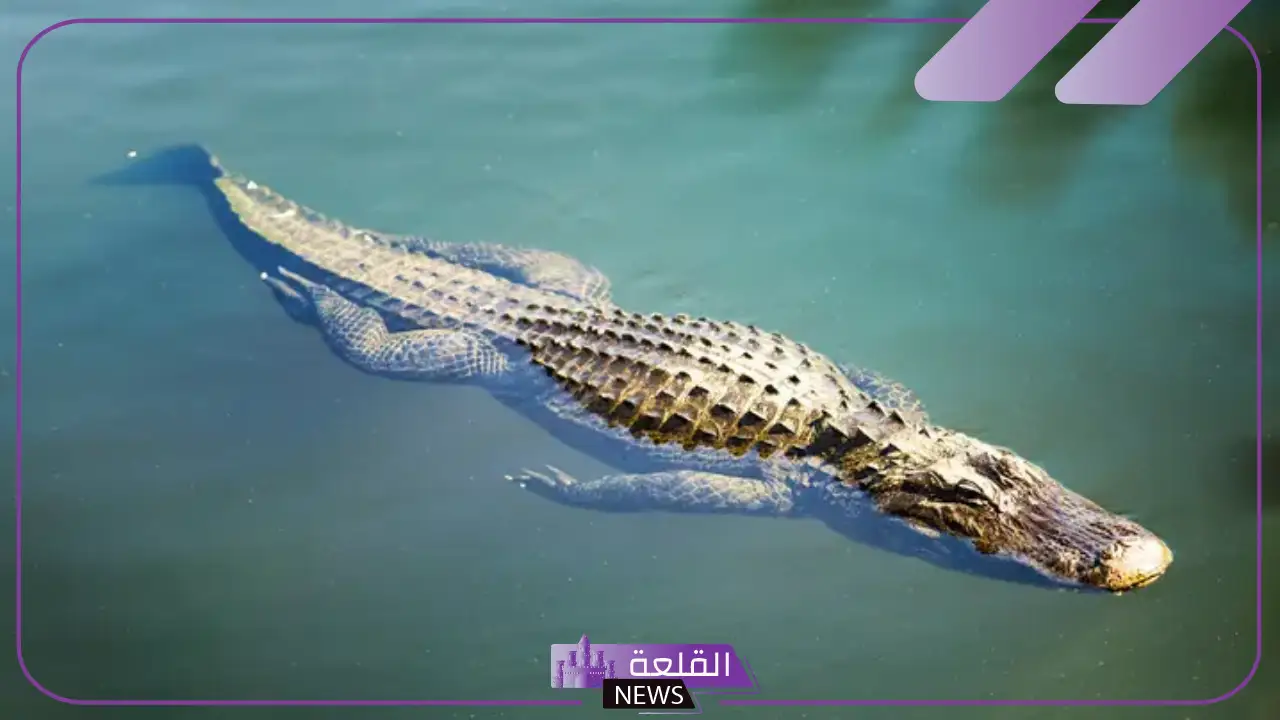 تفسير التمساح في المنام للرجل والمرأة لكبار المفسرين 5 رؤية التمساح في المنام للمتزوجه