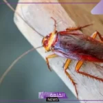 رؤية الصراصير في المنام للمتزوجه وقتلها في المنام لابن سيرين