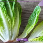 تفسير حلم اكل الخس في المنام للرجل المتزوج والمرأة لابن سيرين