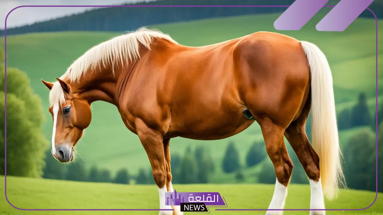ما هو الحصان البلجيكي؟ أسرع حصان في العالم 5 صفات الحصان البلجيكي