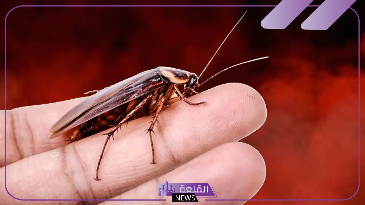 رؤية الصراصير في المنام للمتزوجه وقتلها في المنام لابن سيرين 5 تفسير حلم الصراصير في البيت وقتلها