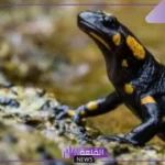 خصائص البرمائيات السلوكية والأحيائية