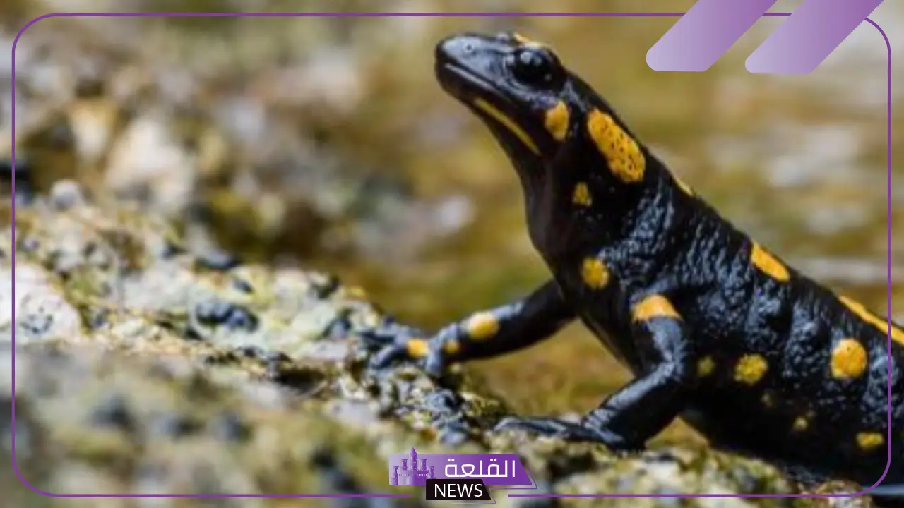 خصائص البرمائيات السلوكية والأحيائية