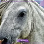 ما هي خيول الأعوجية وأين توجد؟