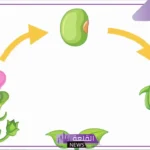 دورة حياة النبات للاطفال للصف الأول والثاني والثالث
