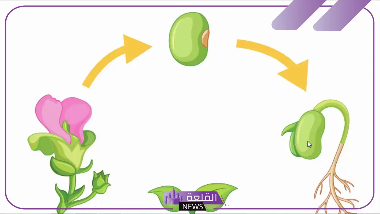 دورة حياة النبات للاطفال للصف الأول والثاني والثالث