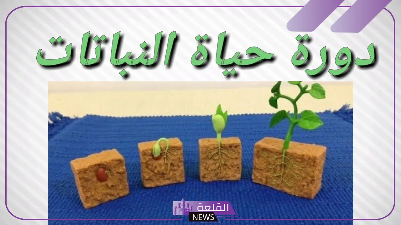 دورة حياة النبات للاطفال للصف الأول والثاني والثالث 5 دورة حياة النبات للصف الثالث