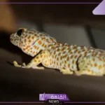 تفسير حلم البريعصي في المنام للرجل والعزباء والمتزوجة