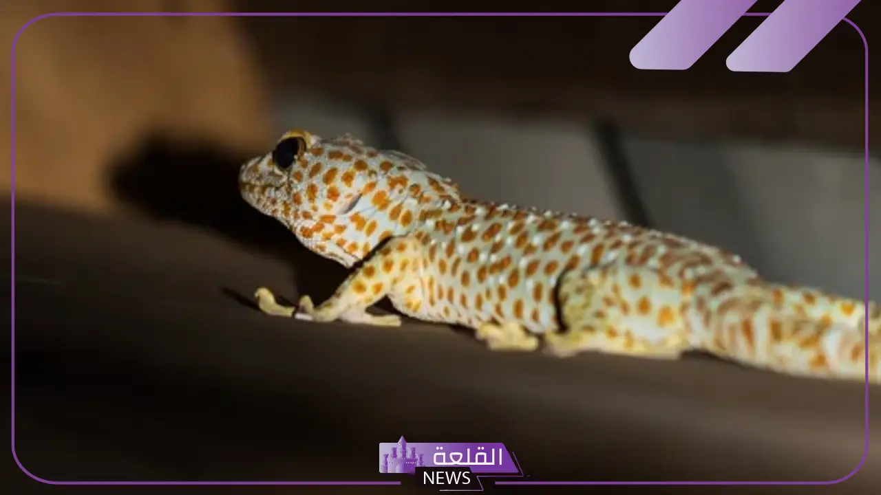 تفسير حلم البريعصي في المنام للرجل والعزباء والمتزوجة