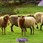 تفسير رؤية قطيع الغنم في المنام للعزباء والمتزوجة والرجل