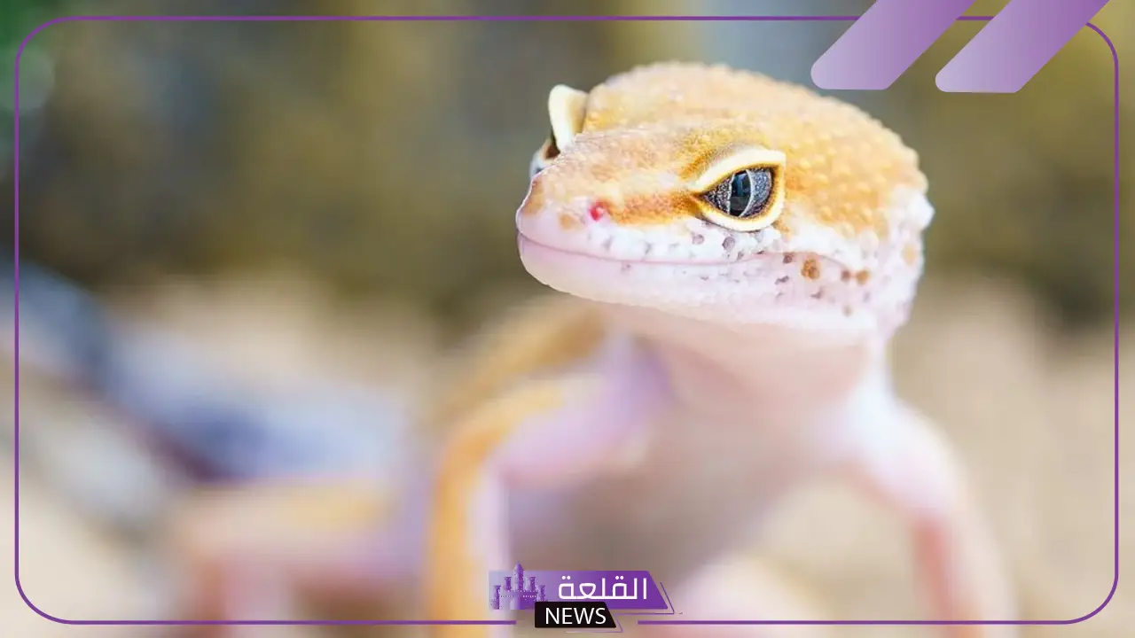 تفسير حلم البريعصي في المنام للرجل والعزباء والمتزوجة 5 ما تفسير رؤية أبو بريص في المنام للمتزوجة