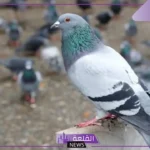 تفسير حلم رؤية الحمام في المنام للمتزوجة والعزباء لابن سيرين