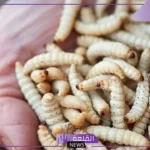 تفسير حلم رؤية الديدان البيضاء في المنام للمتزوجة والعزباء