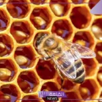 تفسير رؤية خلية النحل في المنام للمتزوجة والعزباء لابن سيرين