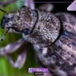 تفسير حلم الخنفساء السوداء الكبيرة في المنام لابن سيرين 