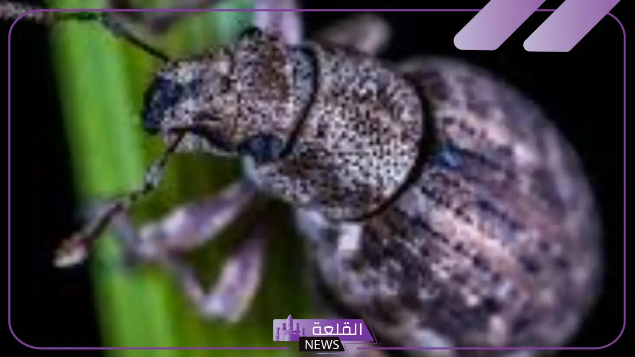 تفسير حلم الخنفساء السوداء الكبيرة في المنام لابن سيرين 