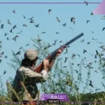 تفسير حلم صيد الطيور بالبندقية في المنام للمتزوجة لابن سيرين