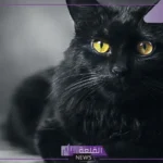 تفسير حلم رؤية القطة السوداء في المنام للعزباء والمتزوجة لكبار المفسرين